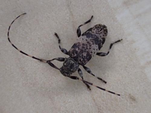 Réf. 323 272 : Leiopus sp.